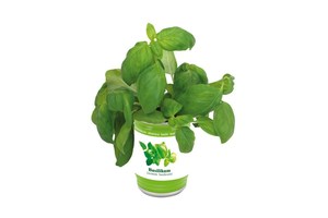 Herbs can "Easy planting": filled with granules and planting seeds