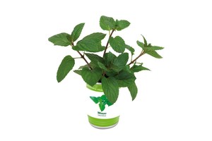Herbs can "Easy planting": filled with granules and planting seeds
