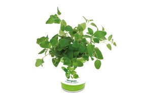 Herbs can "Easy planting": filled with granules and planting seeds