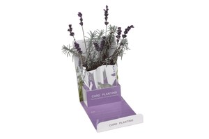Plant greeting card "Lavender": filled with granules and lavender planting seeds